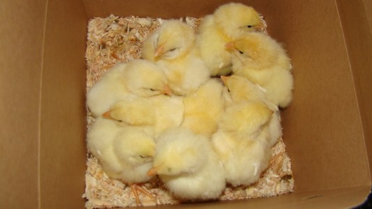 Chick3