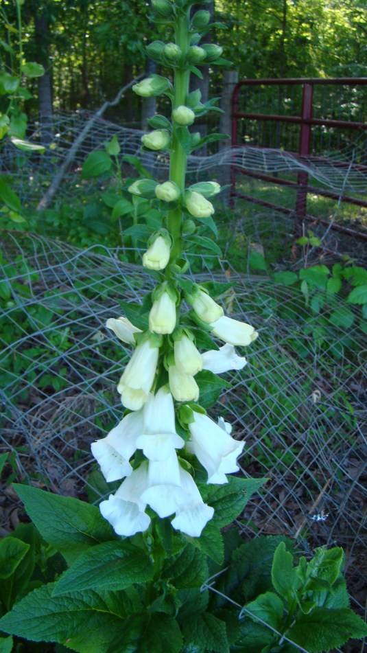 Foxglove
