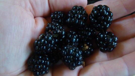 blackberries