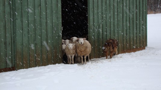 Snow Sheep