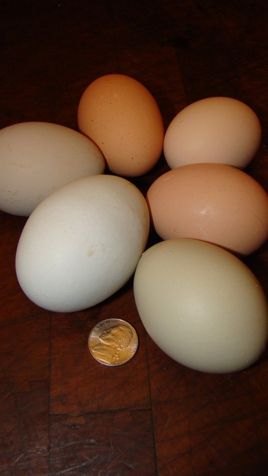 eggs