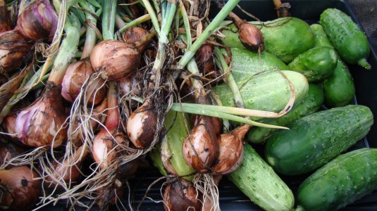 Shallots