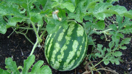 Watermelon