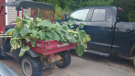Sunflower Harvest
