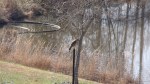Hawk