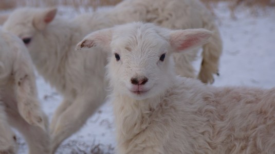 Lamb
