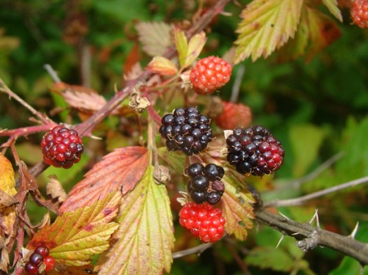 Blackberries