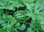 Melon1