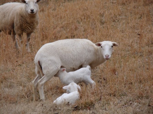 first-lambs