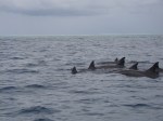 Dolphins
