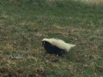 Skunk